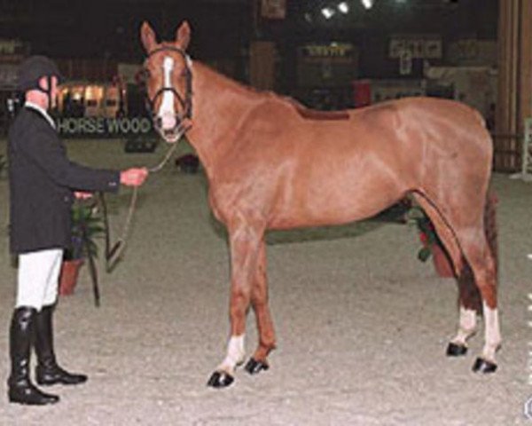 broodmare Hermes de Baussy (Selle Français, 1995, from Papillon Rouge)