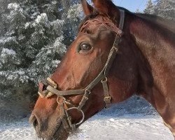 broodmare Letizia 52 (Württemberger, 2013, from Licotus)