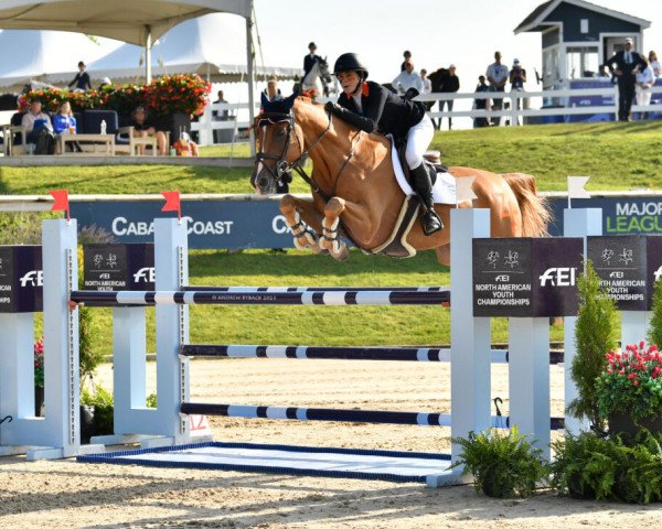 jumper Sheldon (KWPN (Royal Dutch Sporthorse), 2010, from Ukato)