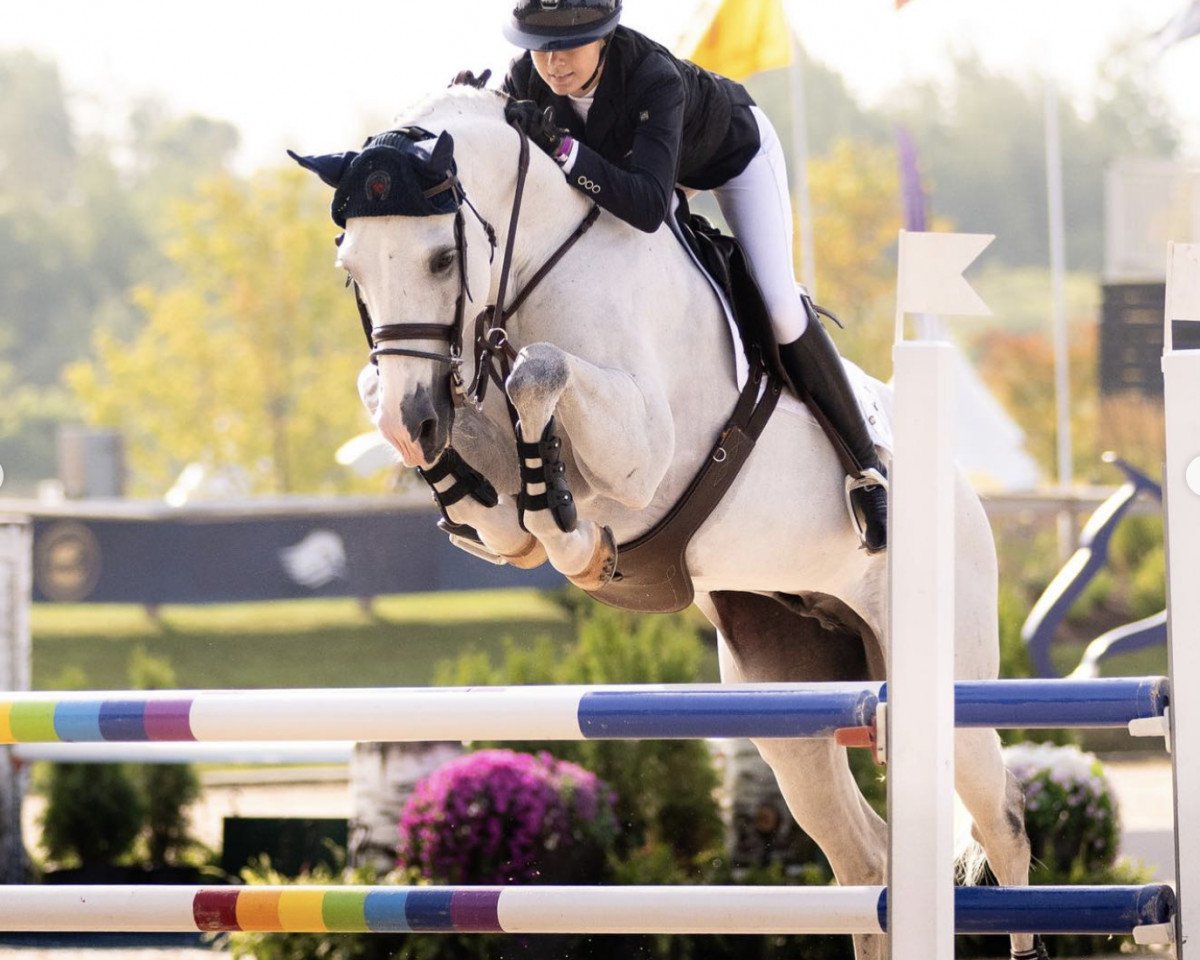 stallion Coradi (Mecklenburg, 2012, from Ce Matin)