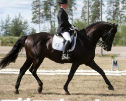 Deckhengst Donaukaiser 121 FIN (Trakehner, 1996, von Hohenstein I)