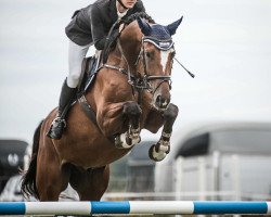 Springpferd Barcardi H (Deutsches Sportpferd, 2018, von Brantzau)
