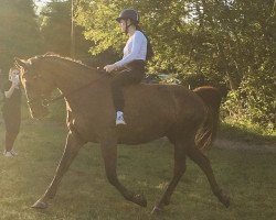 horse Shakespeare N (Deutsches Sportpferd, 2016, from Samenco II K)