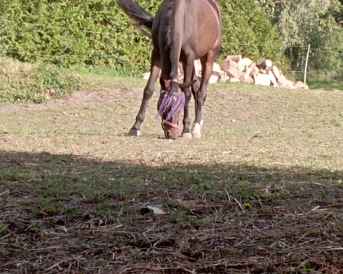 Dressurpferd Stute von Fürst Samarant / Concours Complet (Westfale, 2019, von Fürst Samarant)
