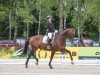 dressage horse Sandmann 58 (Oldenburg, 2006, from Sandro Hit)