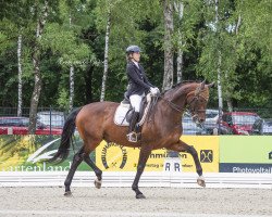 dressage horse Sandmann 58 (Oldenburg, 2006, from Sandro Hit)