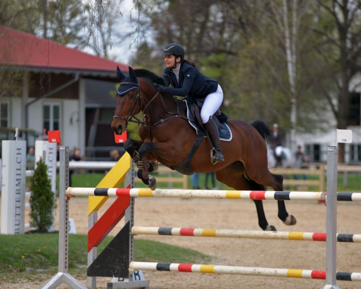 jumper Nato van de Brouwershoeve Z (D (Zangersheide riding horse, 2015, from Nonstop)
