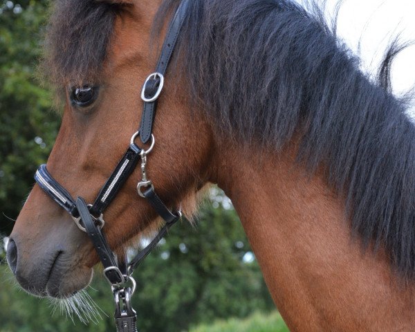 dressage horse Brownie (Welsh-Pony (Section B), 2021, from Best August)