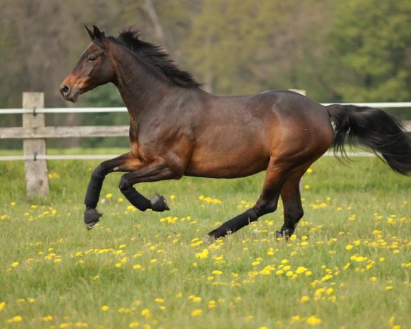 horse Helia (Trakehner, 2001, from Peppino)