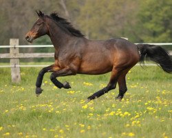 Pferd Helia (Trakehner, 2001, von Peppino)