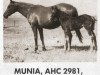 broodmare Munia ox (Arabian thoroughbred, 1944, from Nasin ox)