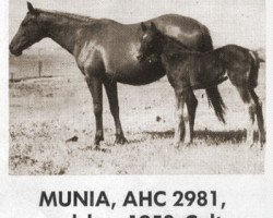 broodmare Munia ox (Arabian thoroughbred, 1944, from Nasin ox)