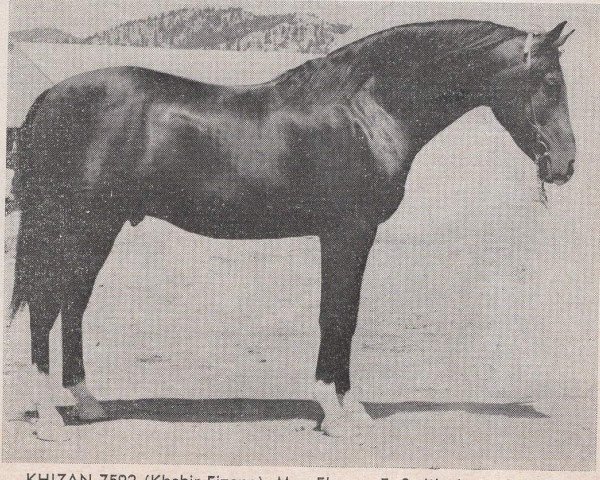 stallion Khizan ox (Arabian thoroughbred, 1952, from Khebir 1942 ox)