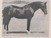 stallion Khizan ox (Arabian thoroughbred, 1952, from Khebir 1942 ox)