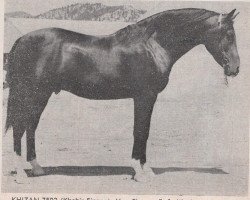 stallion Khizan ox (Arabian thoroughbred, 1952, from Khebir 1942 ox)