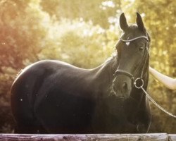 dressage horse Galway Girl (KWPN (Royal Dutch Sporthorse), 2011, from Painted Black)