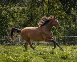 Dressurpferd Farao Z (Zangersheide Reitpferd, 2021, von Flint)