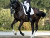 dressage horse Baskahegan Lake (Oldenburg, 2015, from Bretton Woods)