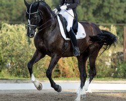 dressage horse Baskahegan Lake (Oldenburg, 2015, from Bretton Woods)