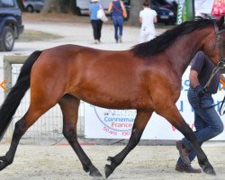 Pferd Glycine du Galopin (Connemara-Pony, 2016, von Uiskey d'Or)