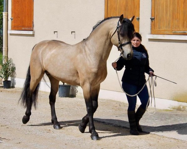 stallion Uiskey d'Or (Connemara Pony, 2008, from Rasmus)