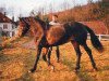 stallion Jet De Ravary (Connemara Pony, 1975, from Cove Commander)