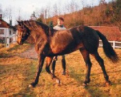 stallion Jet De Ravary (Connemara Pony, 1975, from Cove Commander)