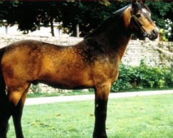 Deckhengst Rocky Grichet (Connemara-Pony, 1983, von Grichet Adel)