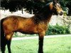 stallion Rocky Grichet (Connemara Pony, 1983, from Grichet Adel)