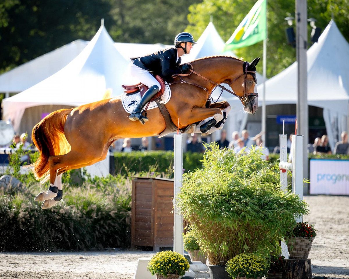stallion Ermitage Kalone (Selle Français, 2014, from Catoki)