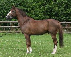 stallion Sisley de La Tour Vidal (Belgium Sporthorse, 2002, from Ogano Sitte)