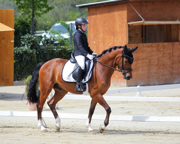 dressage horse Nowel (KWPN (Royal Dutch Sporthorse), 2017, from Nero van de Koetsiershoeve)