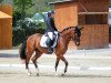 dressage horse Nowel (KWPN (Royal Dutch Sporthorse), 2017, from Nero van de Koetsiershoeve)