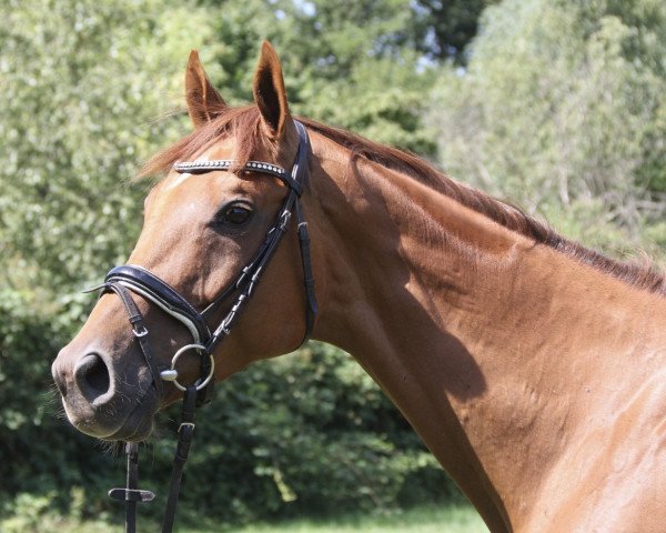 Pferd Daring Rocco (Irish Sport Horse, 2016, von Shirocco xx)