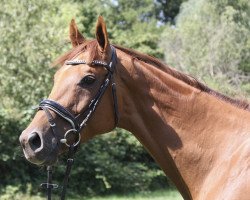 Pferd Daring Rocco (Irish Sport Horse, 2016, von Shirocco xx)