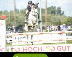 jumper Louisiana 172 (Oldenburg show jumper, 2017, from Los del Rio)