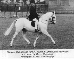 Pferd Sheraton Gala Chianti (British Riding Pony, 1985, von Stanley Grange Sovereign)