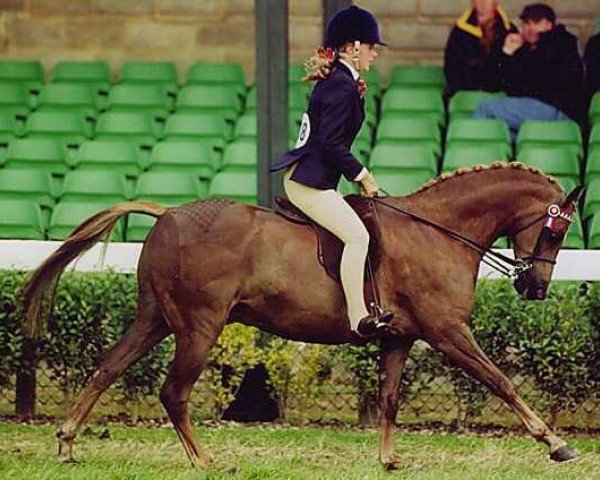 horse Megland True Temptation (British Riding Pony, 1996, from Lechlade Quince)