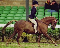 Pferd Megland True Temptation (British Riding Pony, 1996, von Lechlade Quince)