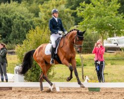 dressage horse Camuret (German Sport Horse, 2015, from Cezaro)