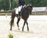 dressage horse Freddy Quinn 3 (Hanoverian, 2018, from Finnigan)