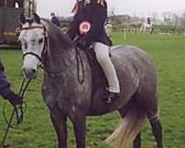 Pferd Megland Dewdrop (Welsh Pony (Sek.B), 1996, von Boston Ballet Wot Not)