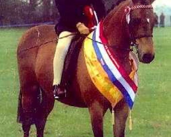 Pferd Megland Vision (British Riding Pony, 1995, von Stanley Grange Sovereign)