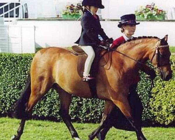 horse Megland Caress (British Riding Pony, 1997, from Llanarth Cat-Nap)