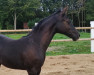 jumper Diacora M (Oldenburg show jumper, 2023, from Diathletico FRH)