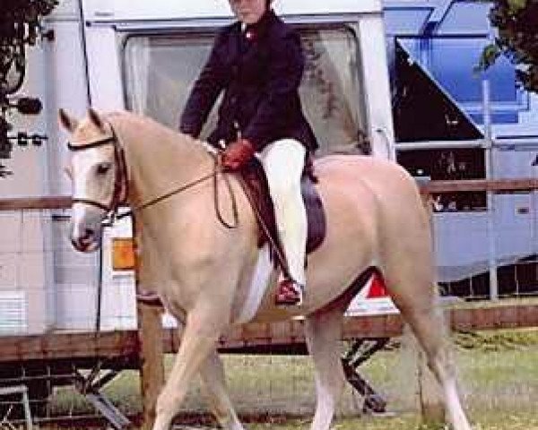 Pferd Megland Popcorn (Welsh Pony (Sek.B), 1996, von Cottrell Aur)