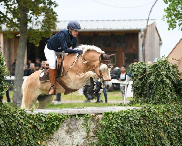 Dressurpferd Walserberg Vom Tannenberg (Haflinger, 2012, von Wildberg)