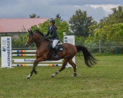 Springpferd Concalu (Mecklenburger, 2016, von Con Ferro)