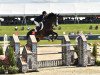 jumper Roc of Cashel (Oldenburg, 2011)