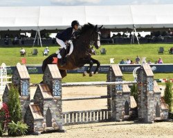 jumper Roc of Cashel (Oldenburg, 2011)